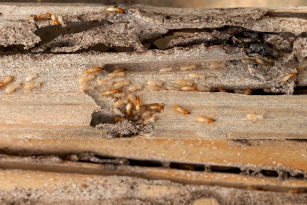 Best Wildlife Control Services  in Gregory, TX